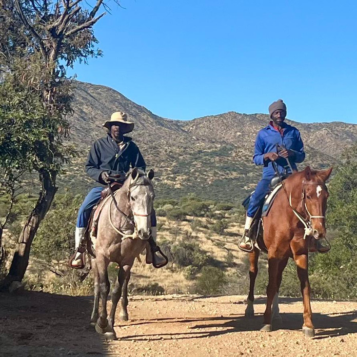 Horses at Moonraker